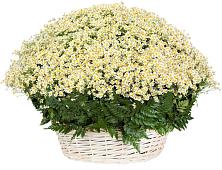 Цветочная композиция из Ромашки в корзине #REPLACE_PRED# Зюзино